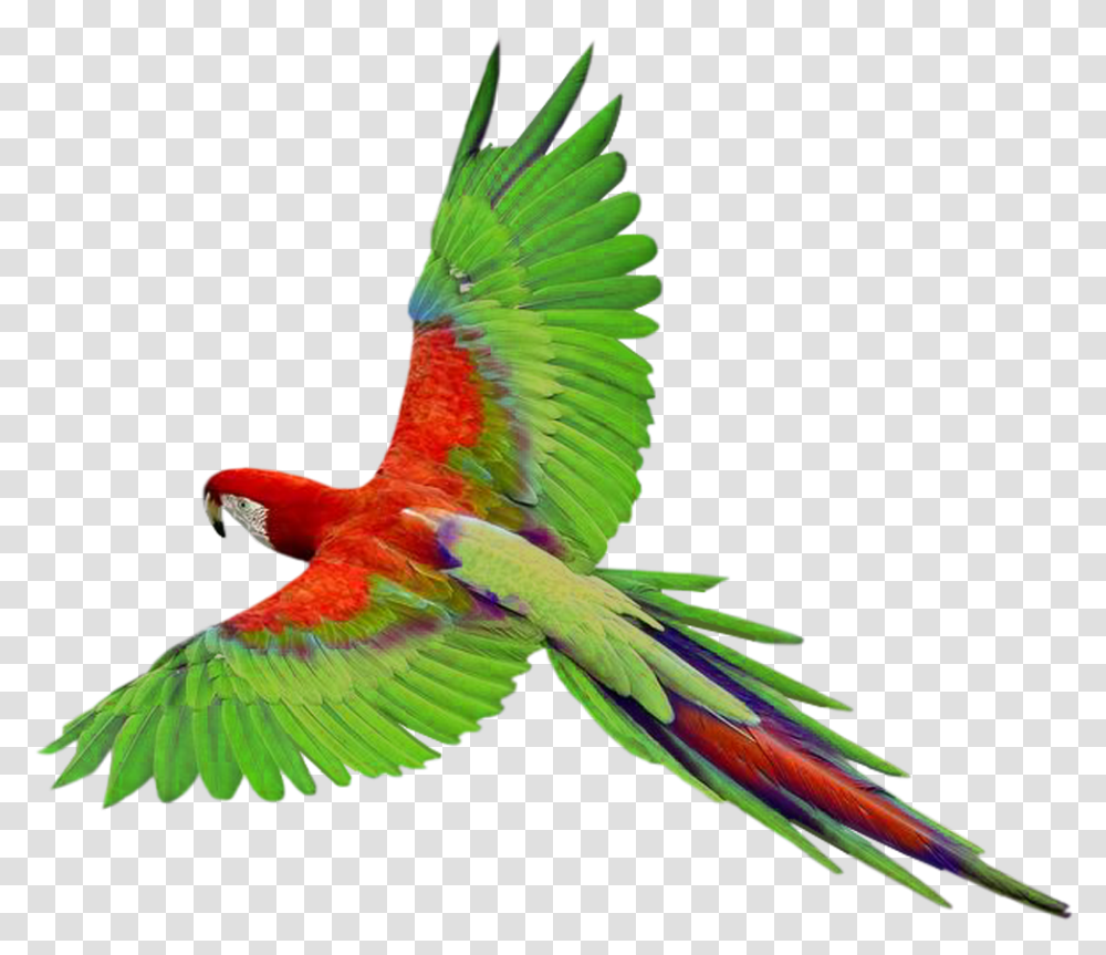 Birds Flying Parrot, Animal, Macaw Transparent Png