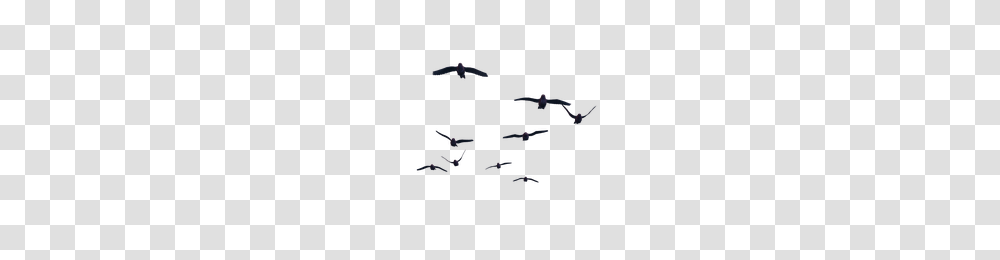 Birds Flying, Person, Human, Airplane, Aircraft Transparent Png