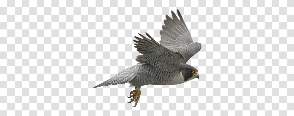 Birds Image Background Peregrine Falcon, Accipiter, Animal, Kite Bird, Hawk Transparent Png