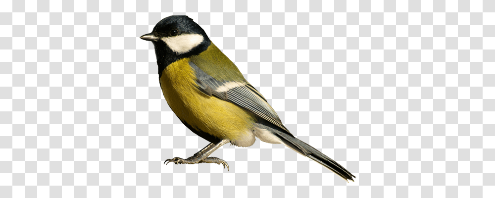 Birds Image Bird Background, Animal, Finch, Canary Transparent Png