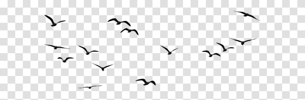 Birds Image Birds In Sky, Flying, Animal, Outdoors, Nature Transparent Png