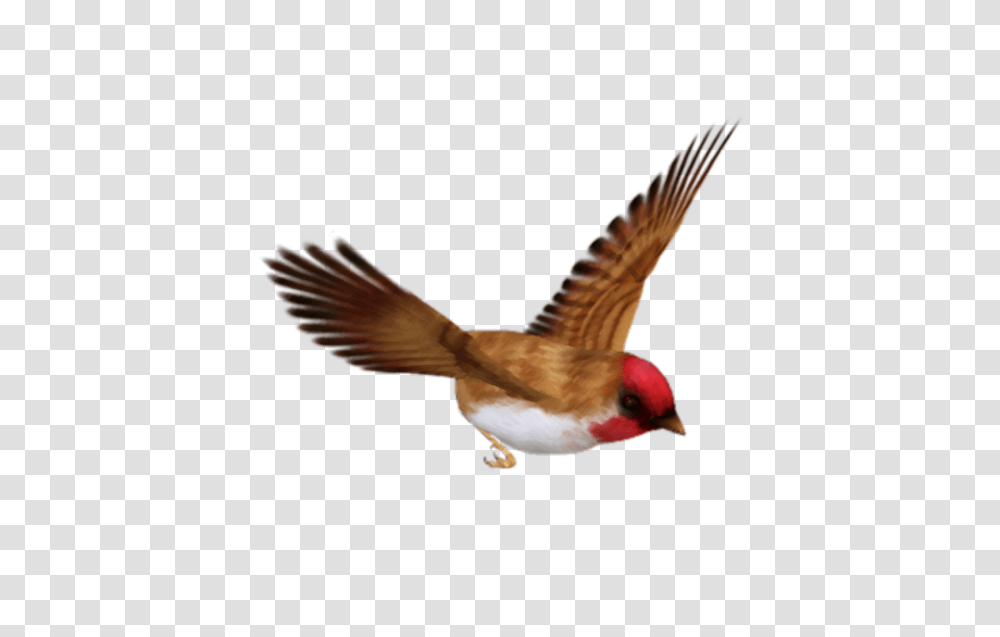 Birds Image Without Background Single Flying Birds, Animal, Finch, Cardinal, Beak Transparent Png