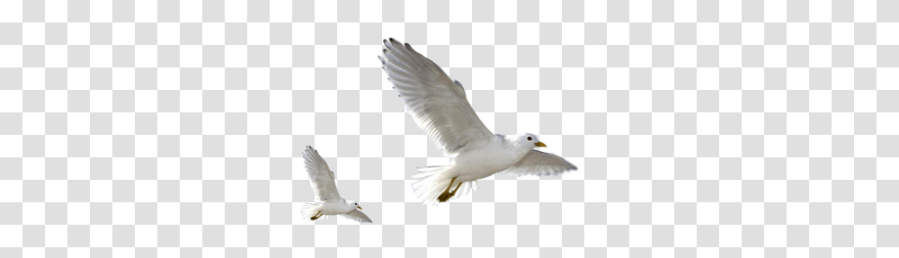 Birds Images 4 Image Birds By Lg Design, Animal, Flying, Seagull, Beak Transparent Png