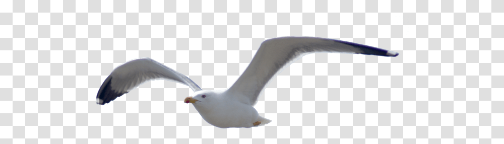 Birds Images Are Free To Download Format Sea Birds, Animal, Seagull, Albatross, Booby Transparent Png
