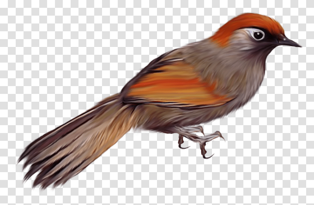 Birds Images Are Free To Download Oiseau, Animal, Finch, Cardinal, Canary Transparent Png
