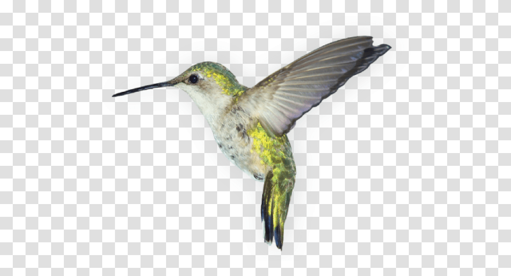 Birds Images Free Download Background Bird, Animal, Hummingbird, Beak Transparent Png