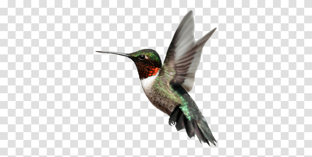 Birds Images Free Download Bird Bee Hummingbird, Animal, Bee Eater Transparent Png