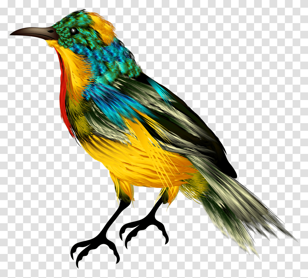 Birds Images Free Download Birds Transparent Png