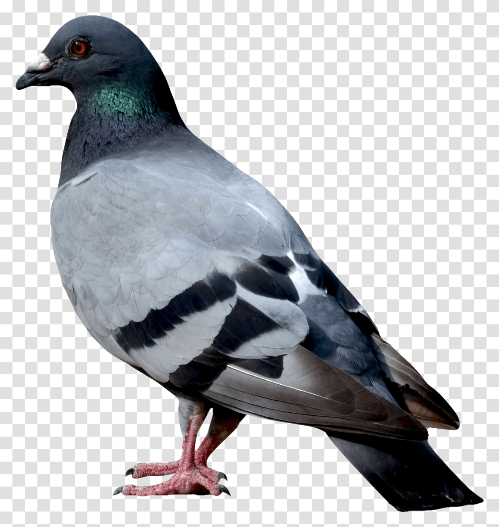 Birds Images Free Download Dove Images Hd, Animal, Pigeon Transparent Png