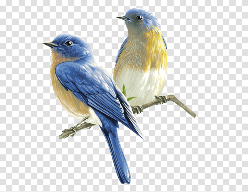 Birds In High Resolution Passaros, Animal, Bluebird, Jay, Blue Jay Transparent Png