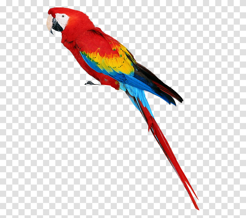 Birds In Parrot, Animal, Macaw Transparent Png