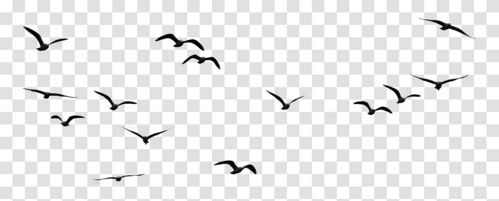 Birds In Sky, Flying, Animal, Nature, Outdoors Transparent Png