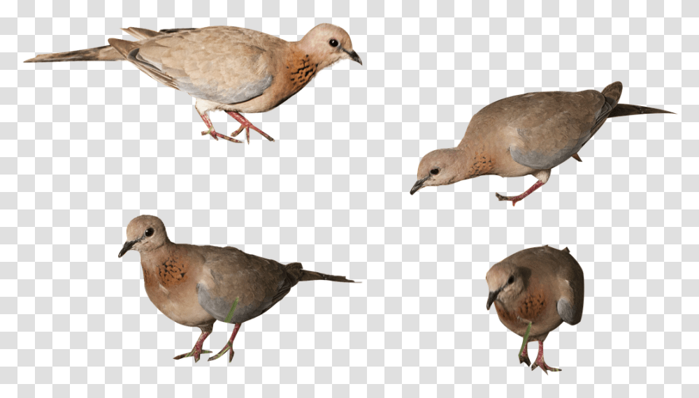 Birds Isolated Background Free Picture Mourning Dove, Animal, Pigeon Transparent Png