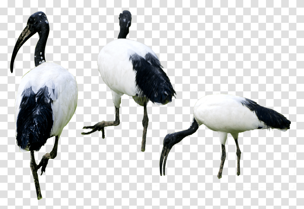 Birds Isolated Background High Birds In Water, Animal, Crane Bird, Waterfowl, Stork Transparent Png