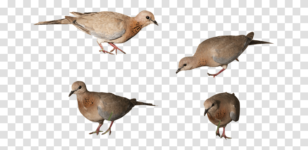 Birds Isolated Background High Resolution Nature, Animal, Pigeon, Dove Transparent Png