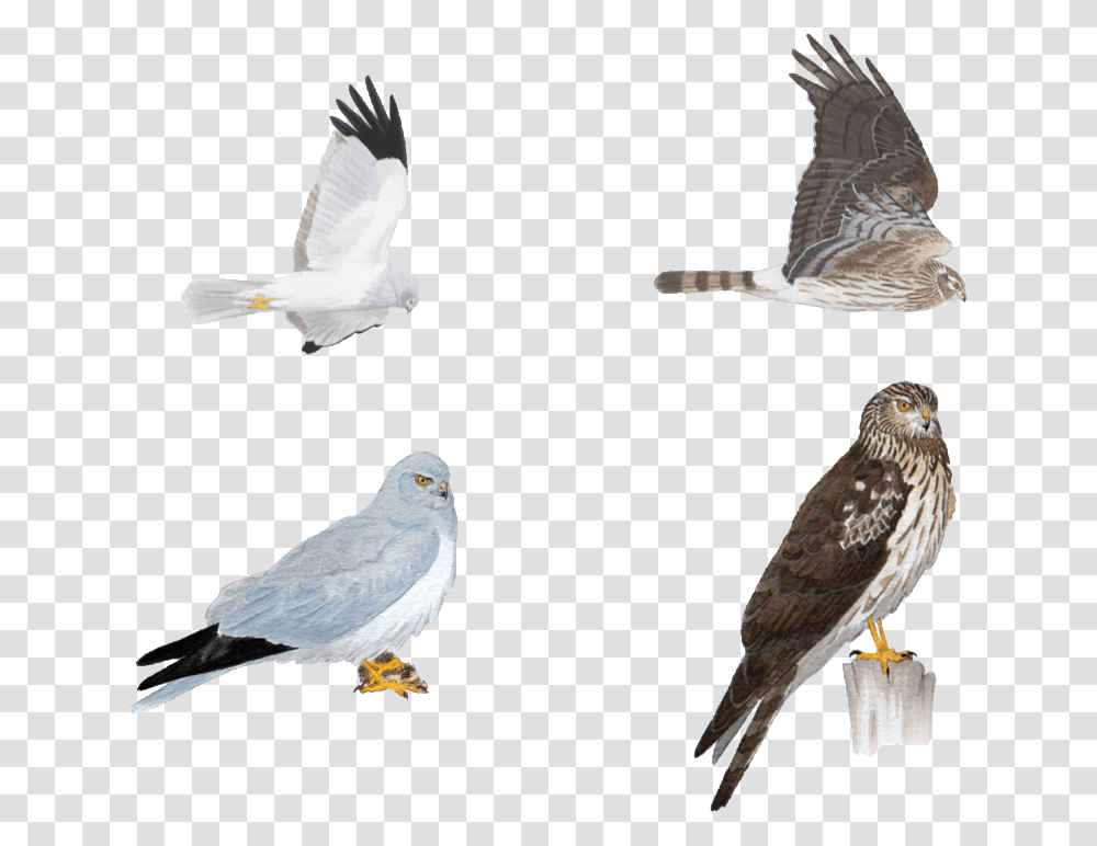 Birds Male Northern Harrier In Flight, Animal, Kite Bird, Accipiter, Dove Transparent Png