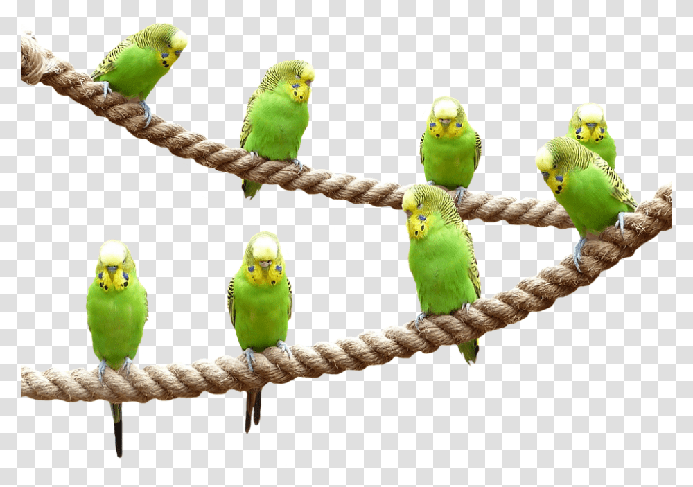 Birds Nature Parakeet Animal World Parakeet, Parrot, Finch Transparent Png