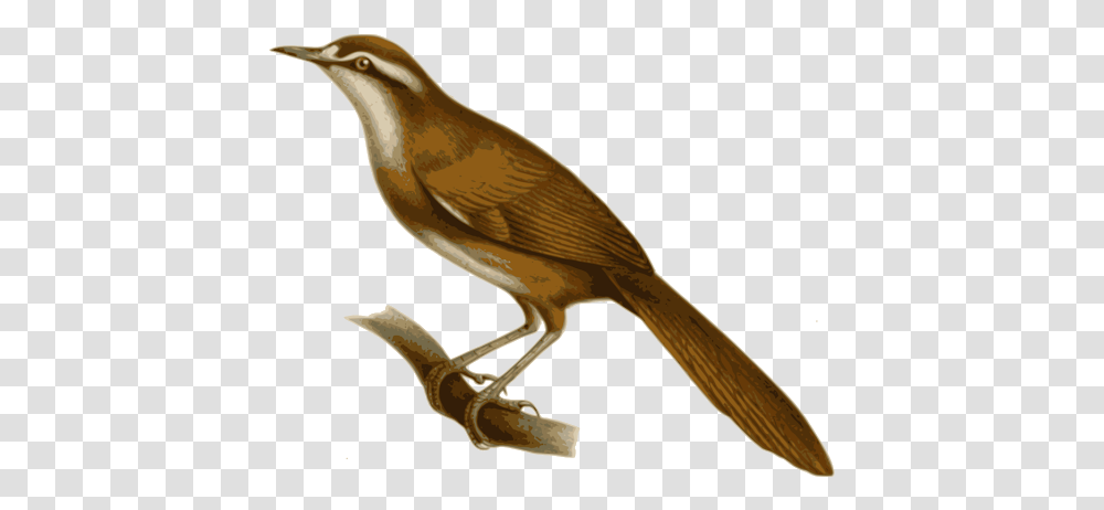 Birds Nightingale Clipart, Animal, Wren, Quail, Robin Transparent Png