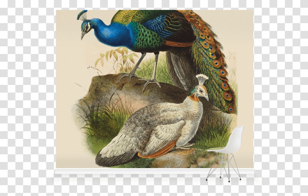 Birds Of Daniel Giraud Elliot, Animal, Chair, Furniture, Peacock Transparent Png