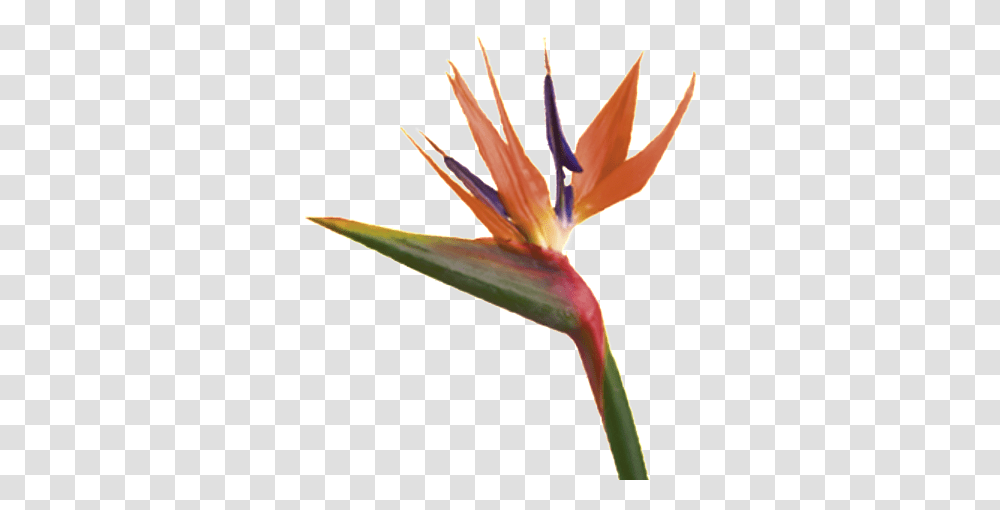 Birds Of Paradise Wholesale Tropical Flowers Miami Flower Market, Plant, Blossom, Anther, Animal Transparent Png