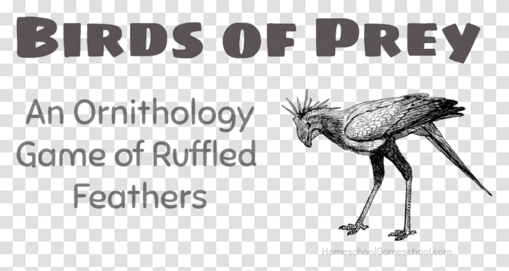 Birds Of Prey An Ornithology Game Of Ruffled Feathers Stork, Alphabet, Number Transparent Png