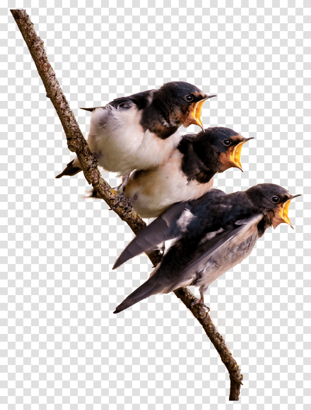 Birds On Branch, Animal, Swallow, Finch, Jay Transparent Png