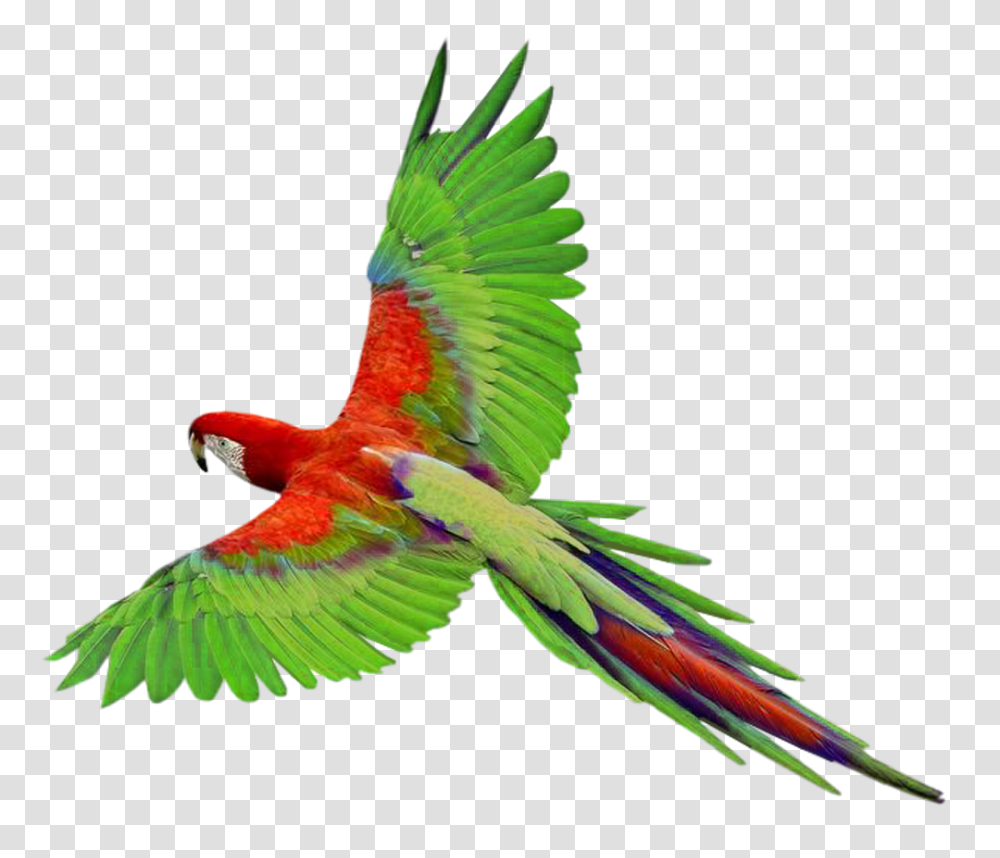 Birds Parrot Birds, Macaw, Animal Transparent Png