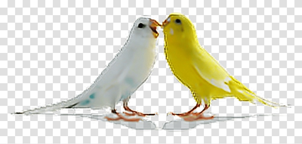 Birds Parrots Bird Tumblr Ftestickers Hd Download Birds, Animal, Canary Transparent Png