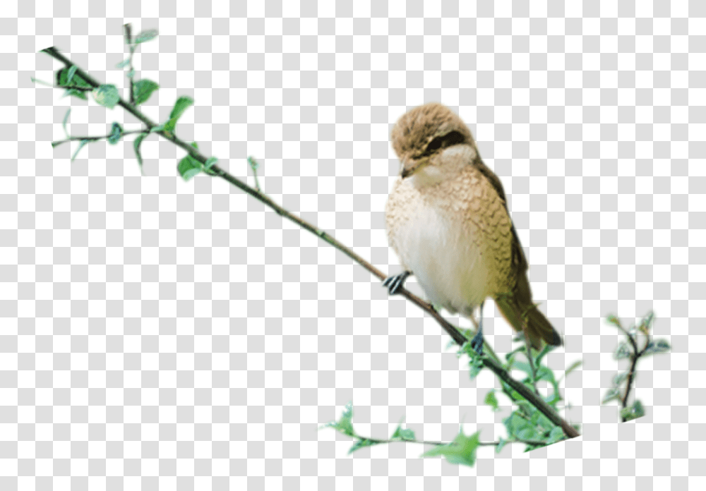 Birds Photo Sandmartin, Animal, Finch, Canary, Anthus Transparent Png