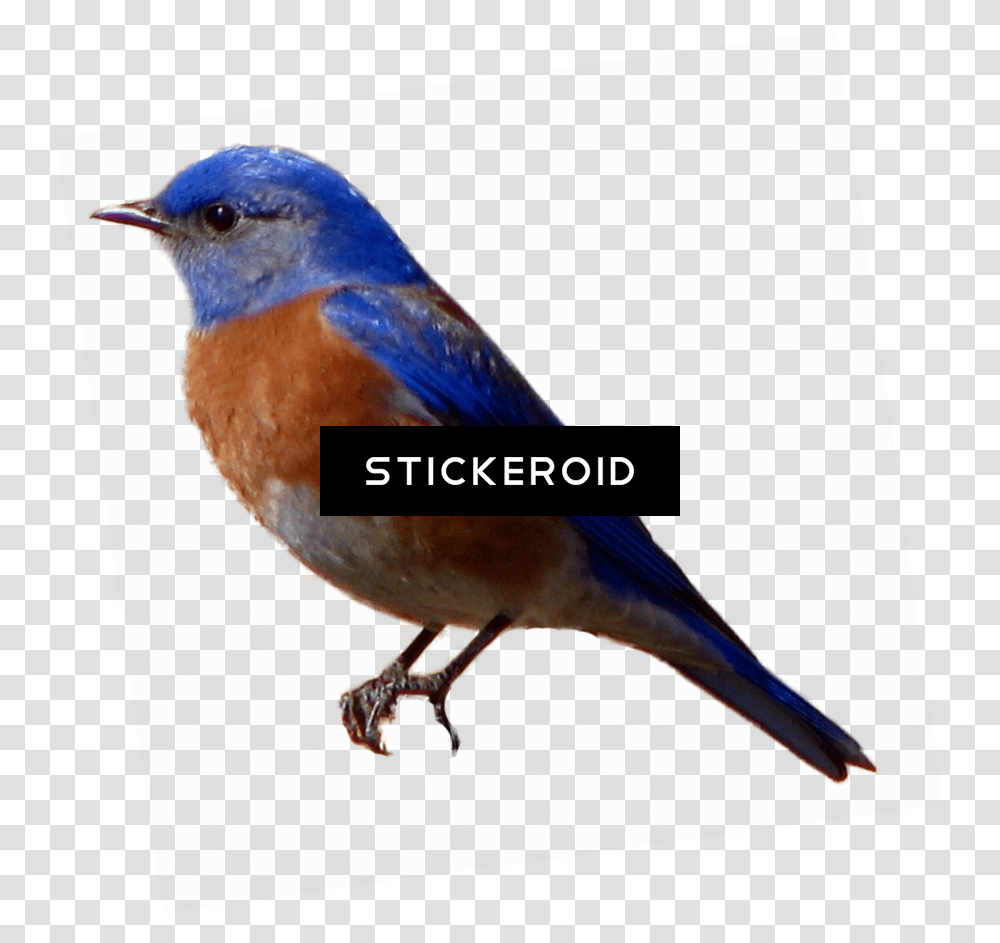 Birds Pic, Animal, Bluebird, Jay, Blue Jay Transparent Png