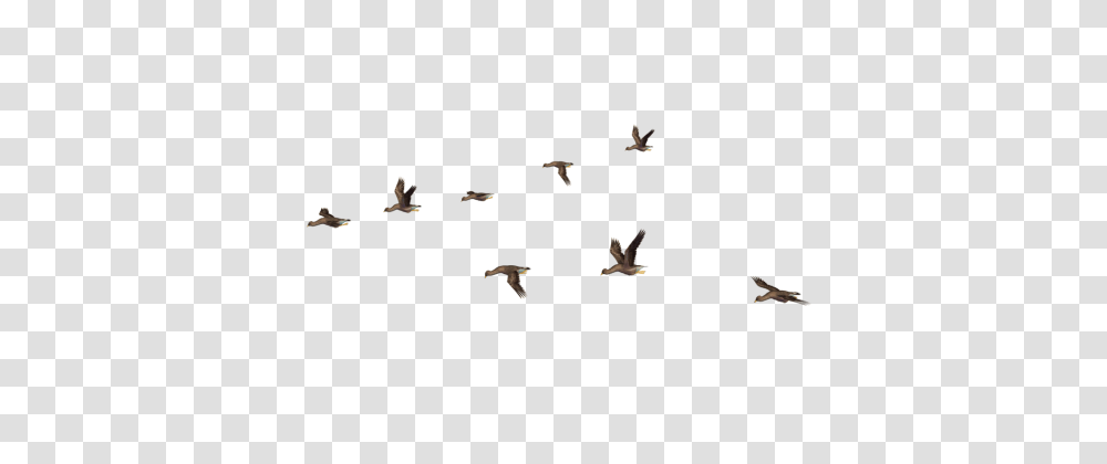 Birds Picture Flock Of Birds, Flying, Animal, Antelope, Wildlife Transparent Png