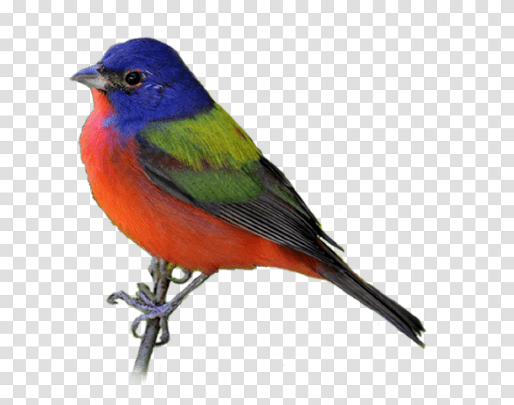 Birds Png26 Photo 340 Free Images On, Animal, Jay, Bluebird, Finch Transparent Png