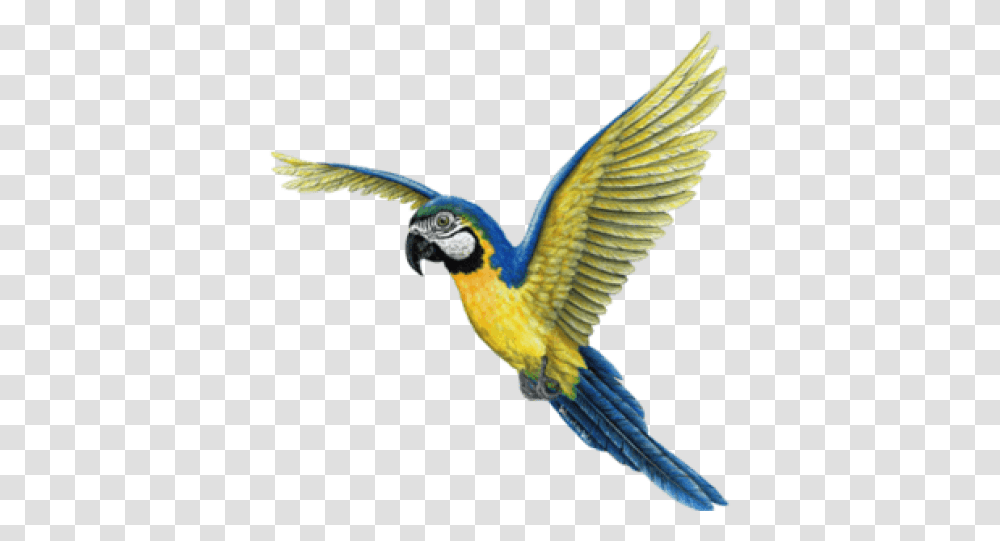 Birds Png67 Photo 634 Free Images On Tropical Birds, Animal, Macaw, Parrot, Flying Transparent Png