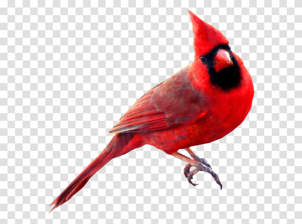 Birds Red Cardinal Bird Background, Animal Transparent Png