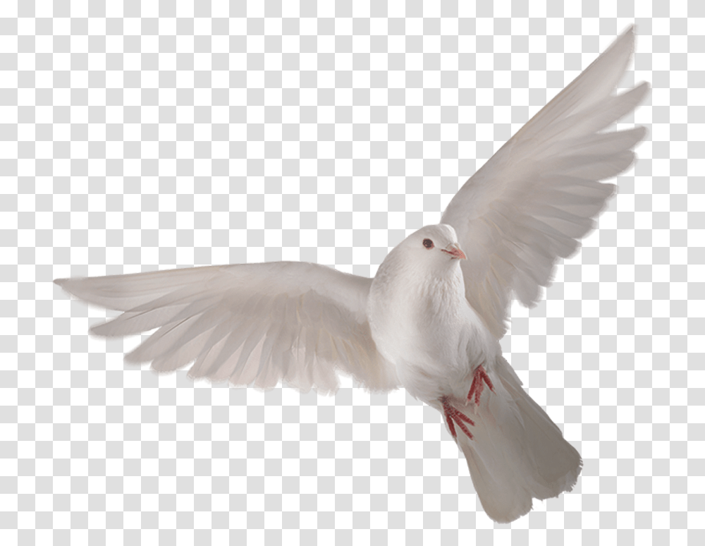 Birds Republic Day 2020 Background, Animal, Dove, Pigeon Transparent Png