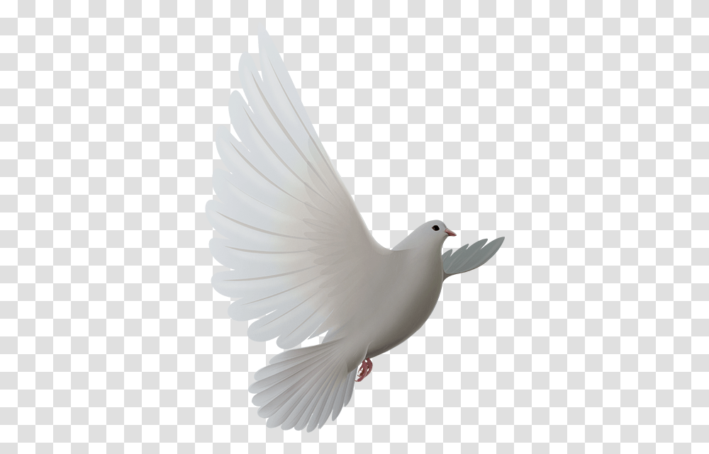 Birds Rock Dove, Animal, Pigeon Transparent Png