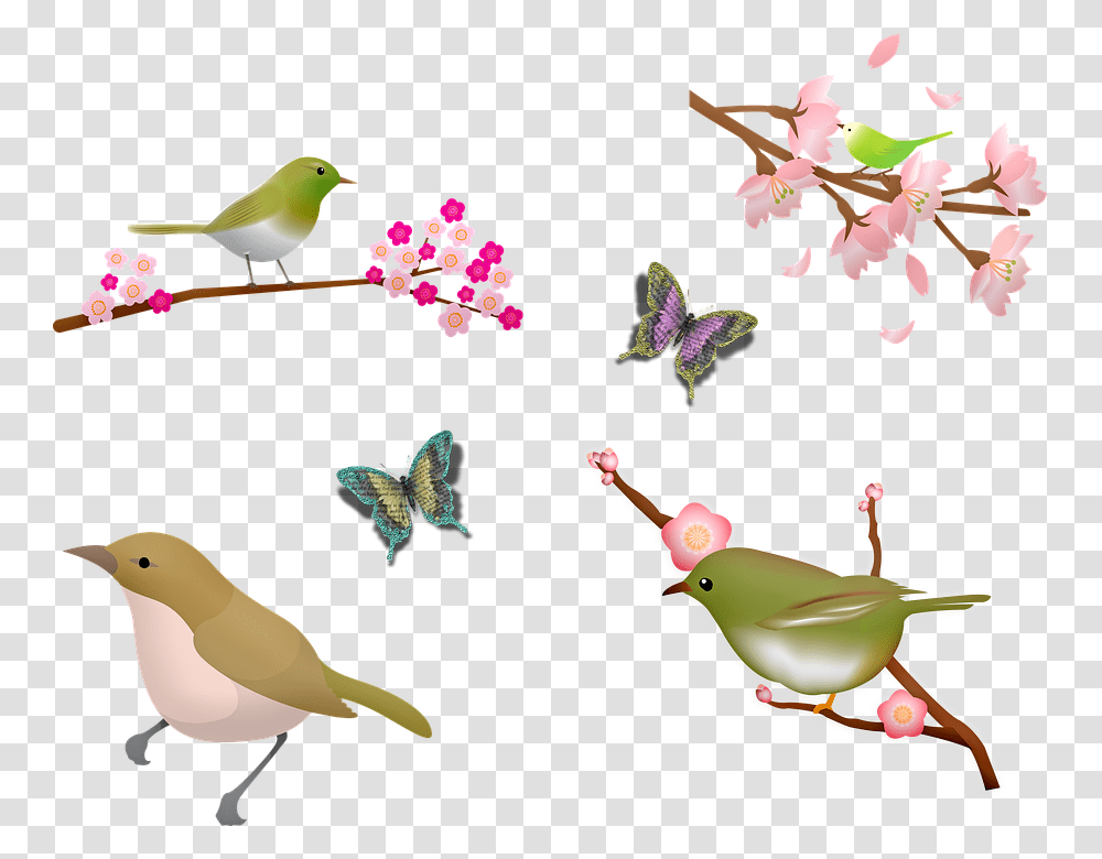 Birds Sakura Blossom Cherry Blossom Butterfly Sakura Bird, Animal, Plant, Flower, Hummingbird Transparent Png