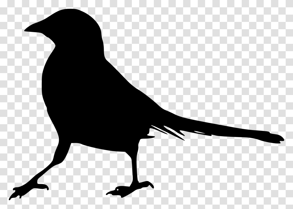 Birds Silhouette Bird Silhouette Background, Crow, Animal, Blackbird, Agelaius Transparent Png