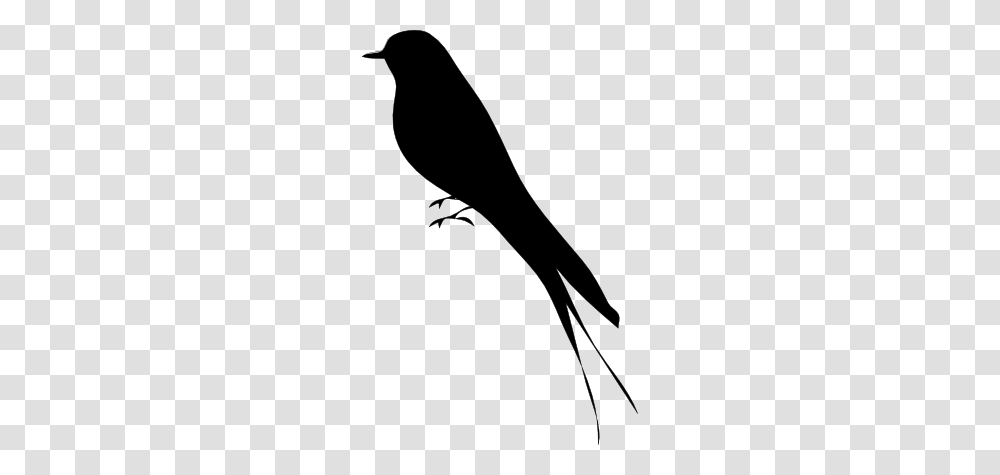 Birds Silhouette Cliparts Free Birds Clip Art, Animal, Blackbird, Agelaius, Stencil Transparent Png