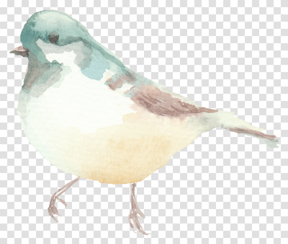 Birds Soft, Animal, Waterfowl, Duck, Food Transparent Png