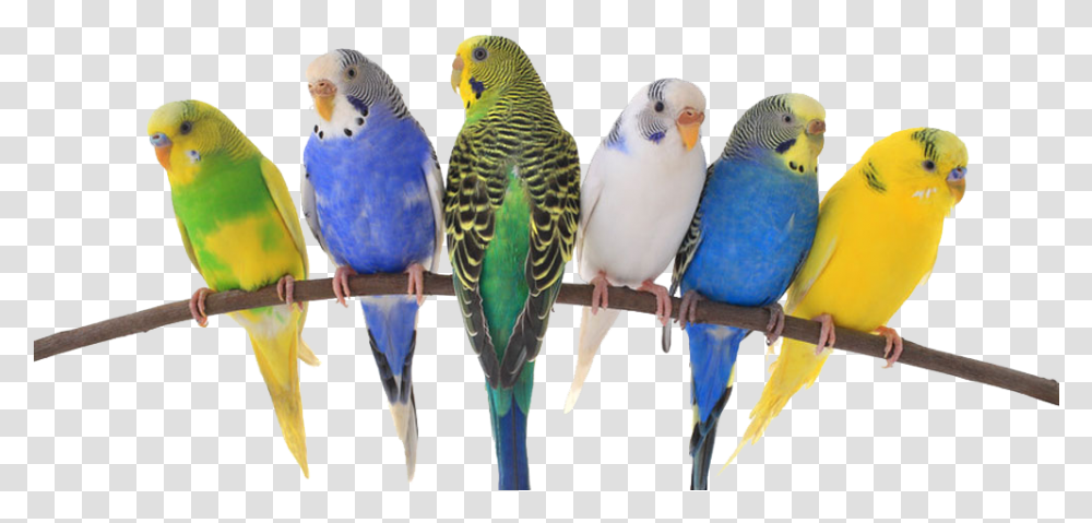 Birds & Exotic Pets Bird Veterinarian Cockatiels Iguana Pets Birds, Parakeet, Parrot, Animal Transparent Png