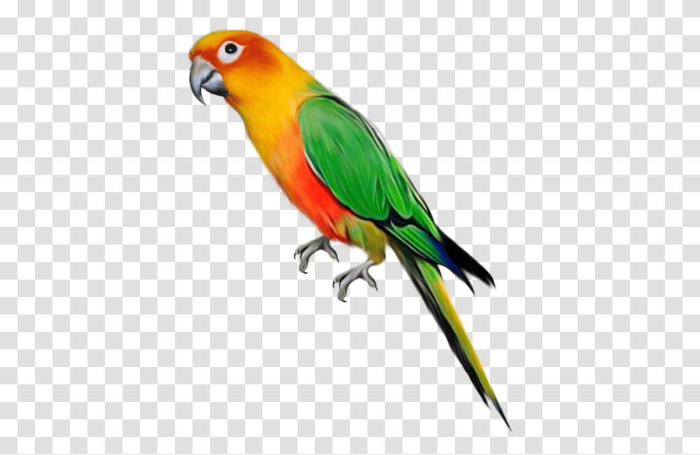 Birds With Beaks And Claws, Animal, Parrot, Macaw, Parakeet Transparent Png