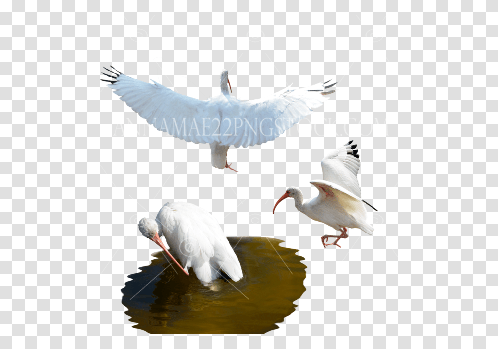 Birdsanimals And Wildlife Stock Swan, Waterfowl, Egret, Heron, Ardeidae Transparent Png