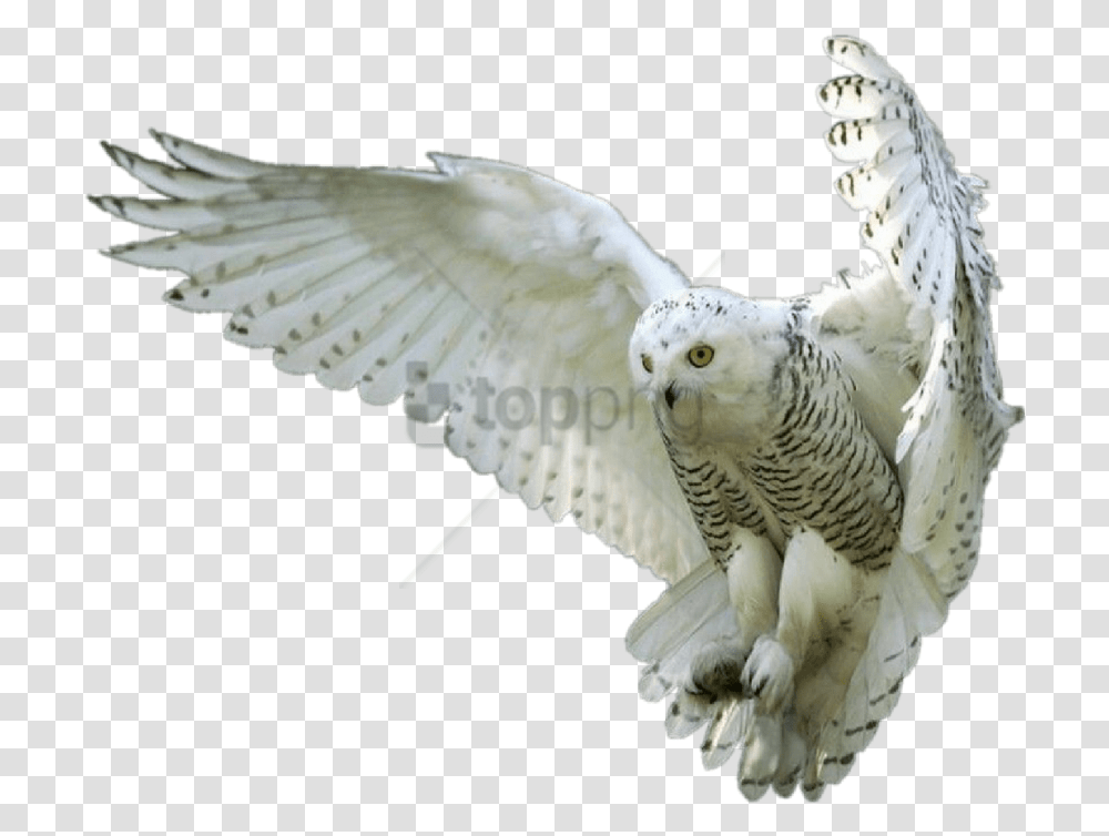 Birdsnowy Owlbird Of Snowy White Owl Flying, Animal, Kite Bird, Hawk, Buzzard Transparent Png