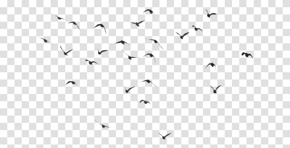 Birdstickers Flying Tumblr Vapor Birds, Flock, Animal Transparent Png