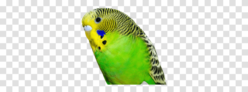 Birdvertebratebeakparrotparakeetbud 647366 Budgie, Tennis Ball, Sport, Sports, Animal Transparent Png