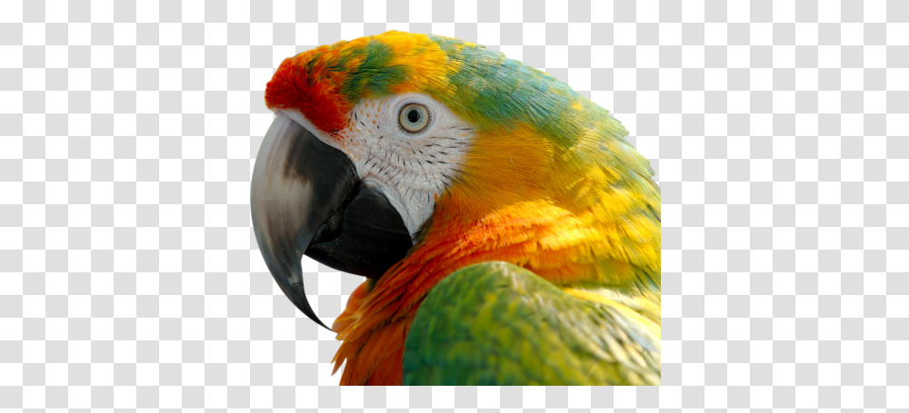 Birdvertebratemacawbeakparrotparake 1260732 Yellow Macaw, Animal, Chicken, Poultry, Fowl Transparent Png
