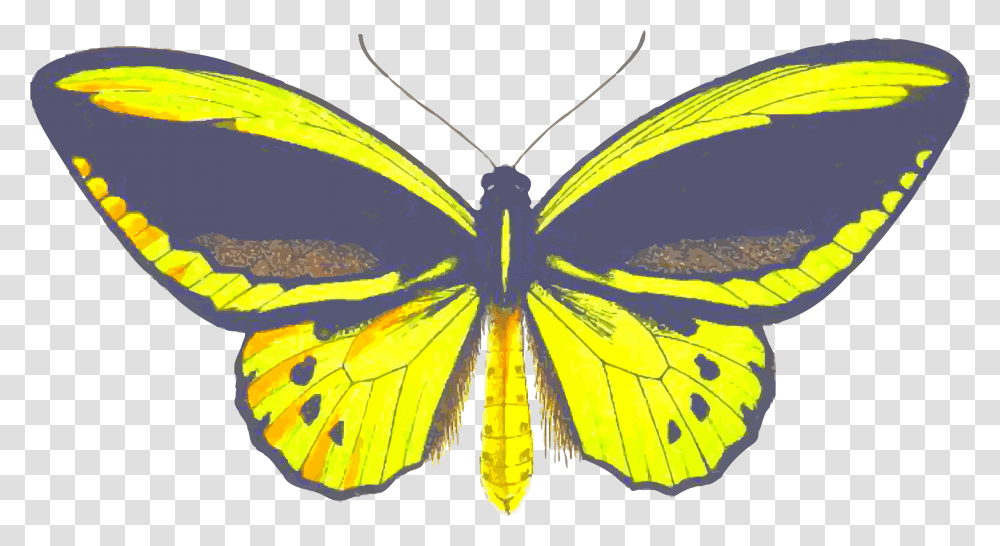 Birdwing Butterfly Clip Arts Brush Footed Butterfly, Insect, Invertebrate, Animal, Monarch Transparent Png