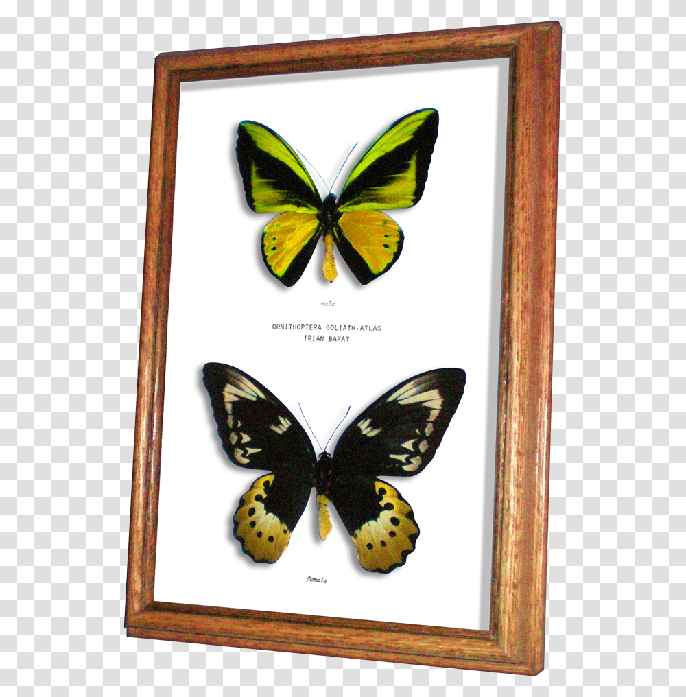 Birdwing, Butterfly, Insect, Invertebrate, Animal Transparent Png