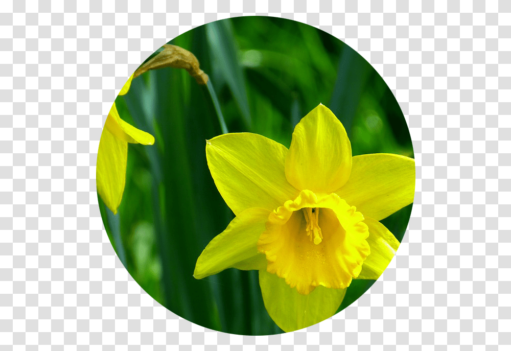 Birth Flowers And Their Meanings Rose & Blossom Narcisi Gialli, Plant, Daffodil Transparent Png